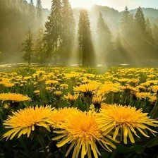 Схема вышивки «одуванчики»