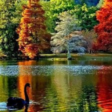 Схема вышивки «черный лебедь»