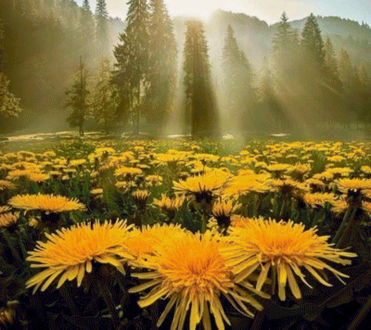 ОДУВАНЧИКИ - одуванчики, пейзаж - предпросмотр