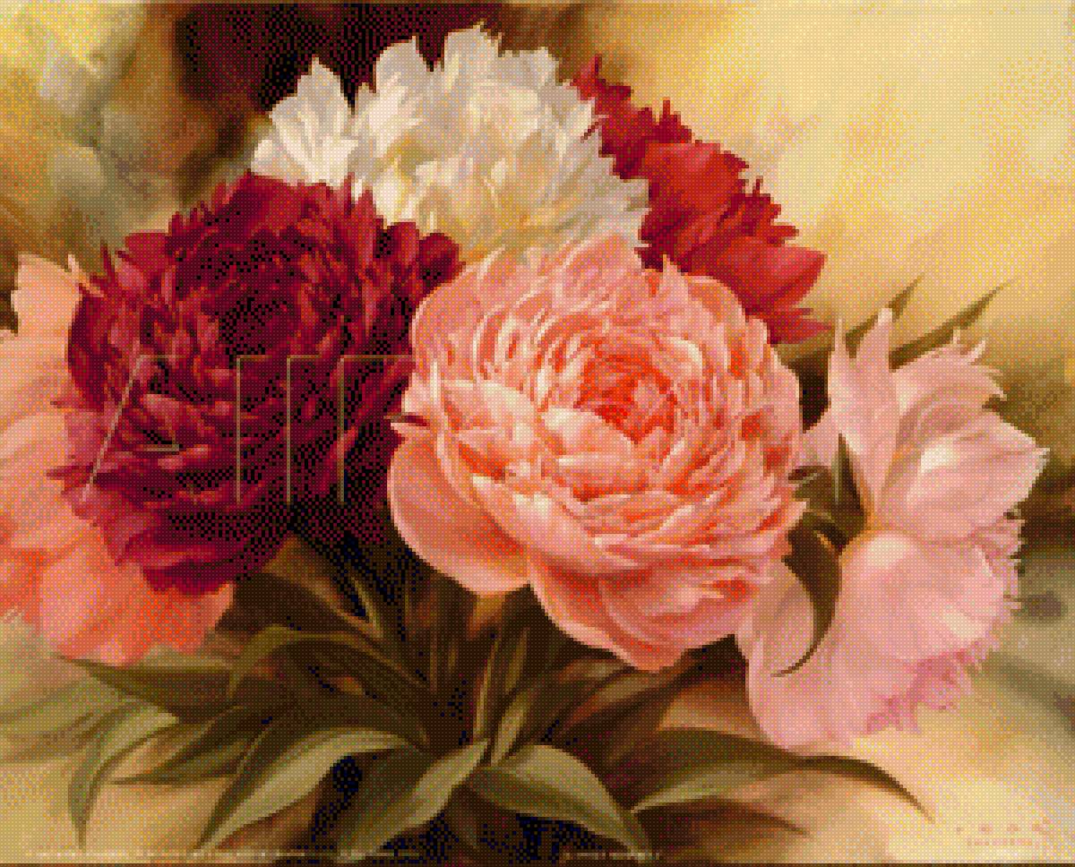 piwonie 1 - предпросмотр