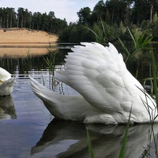 Схема вышивки «Пара лебедей»