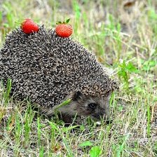 Схема вышивки «Ежик и клубника»