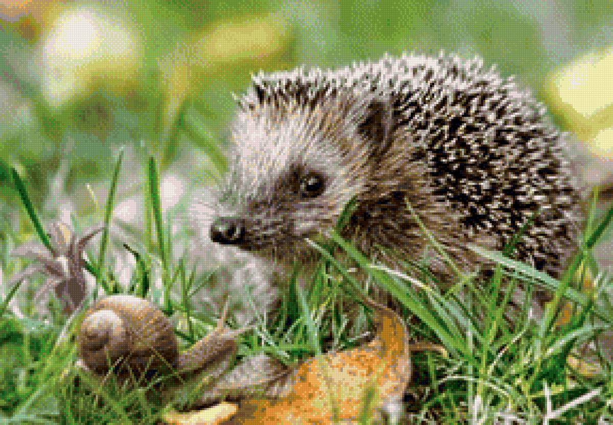 Ежик и улитка - ежик - предпросмотр