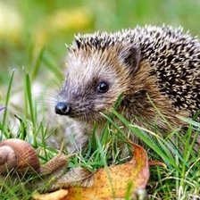 Схема вышивки «Ежик и улитка»