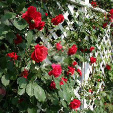 Схема вышивки «Розы на плетне1»