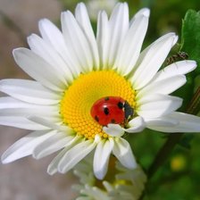 Схема вышивки «Ромашка»