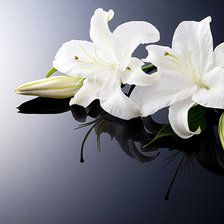 Схема вышивки «Лилии1»