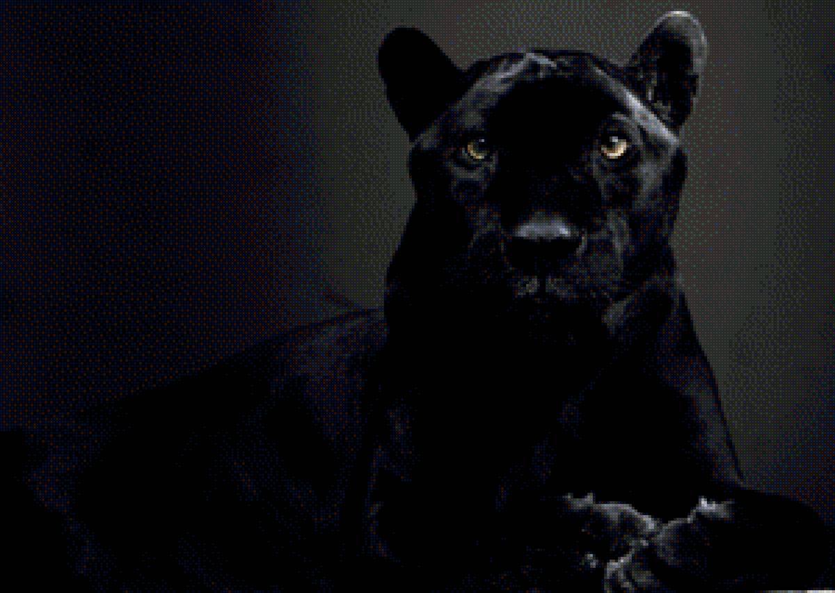 Пума - пума - предпросмотр