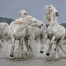 Бегущие по воде