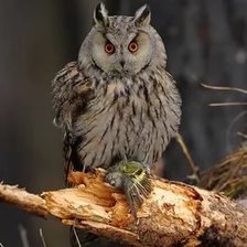 Схема вышивки «Сова»