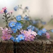 Схема вышивки «незабудки»