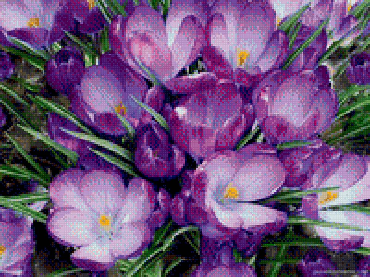 крокусы - цветы, крокусы - предпросмотр