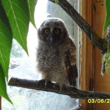 Схема вышивки «Филимон»