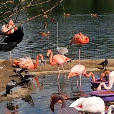 Фламинго