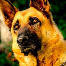 Схема вышивки «pastor aleman»