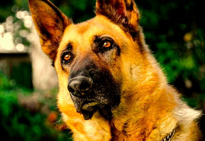 pastor aleman1 - оригинал