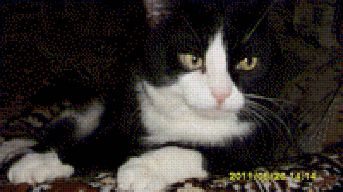 Коша - кот домашние животные - предпросмотр