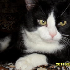 Схема вышивки «Коша»