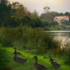 Схема вышивки «утки»