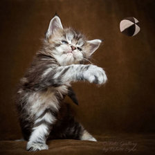 Схема вышивки «котенок Роберта Сийка»