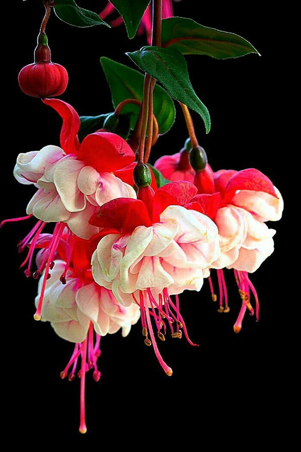 Фуксия - цветы, фуксия, ветвь, букет, арт - оригинал
