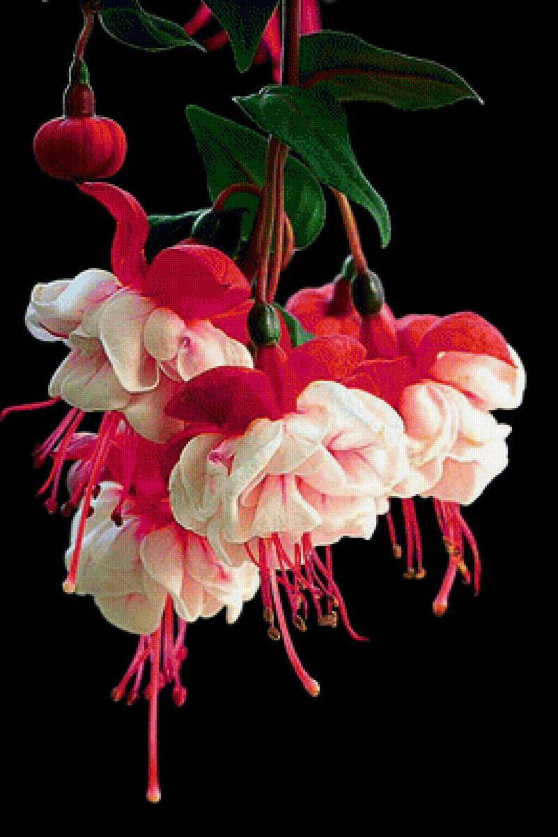 Фуксия - букет, арт, фуксия, цветы, ветвь - предпросмотр