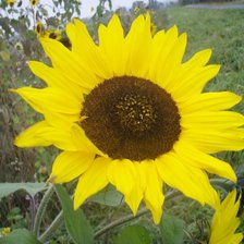 Схема вышивки «подсолнух»