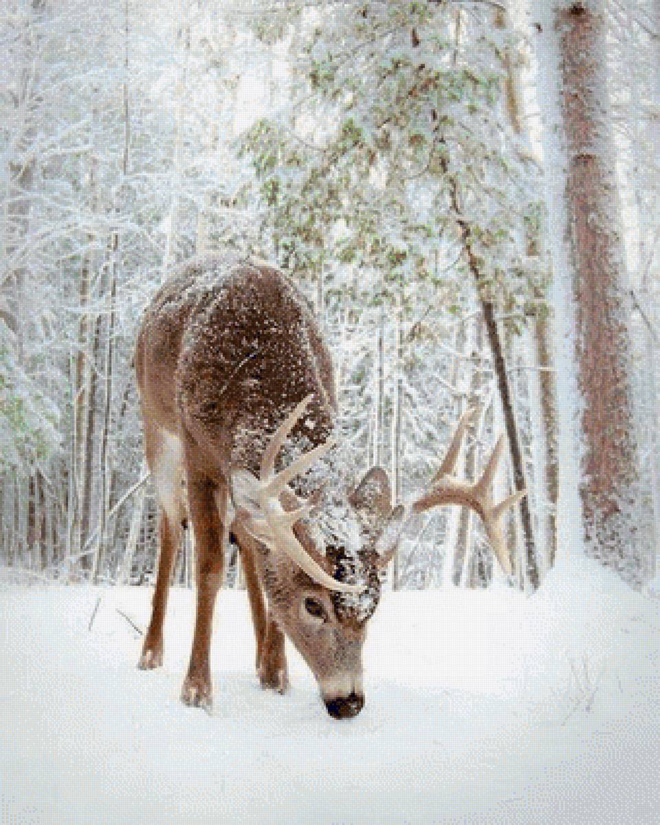 ОЛЕНЬ ЗИМОЙ - животные, природа, олень зимой - предпросмотр