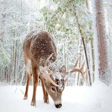 ОЛЕНЬ ЗИМОЙ