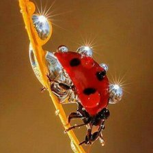 Схема вышивки «божья коровка»