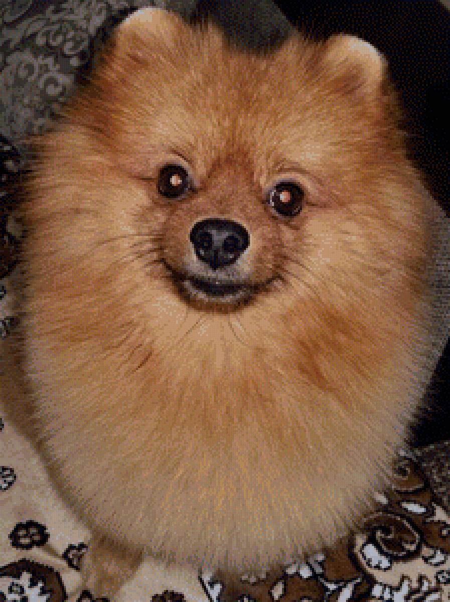 Кузьма - предпросмотр