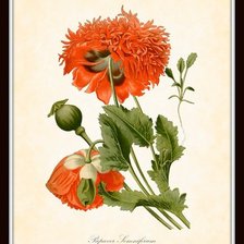 Схема вышивки «№1485598»