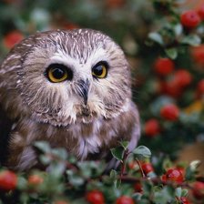 Схема вышивки «Сова»