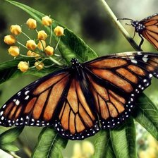 Схема вышивки «№1485687»