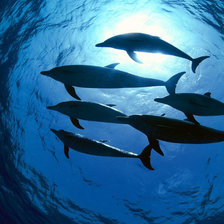 Схема вышивки «Дельфины»