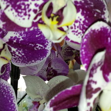 Схема вышивки «орхидея»