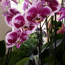 Схема вышивки «орхидея»