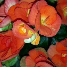 Схема вышивки «цветы»