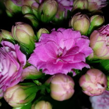 Схема вышивки «цветы»