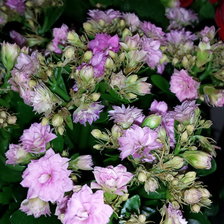 Схема вышивки «цветы»