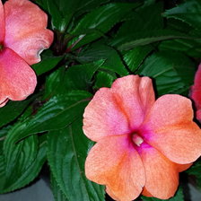 Схема вышивки «цветы»