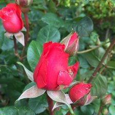 Схема вышивки «Розы»