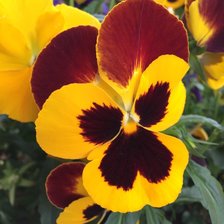 Схема вышивки «Цветы»