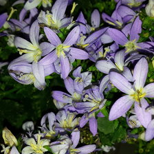 Схема вышивки «цветы»