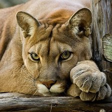 Схема вышивки «пума»