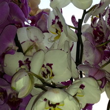 Схема вышивки «орхидея»