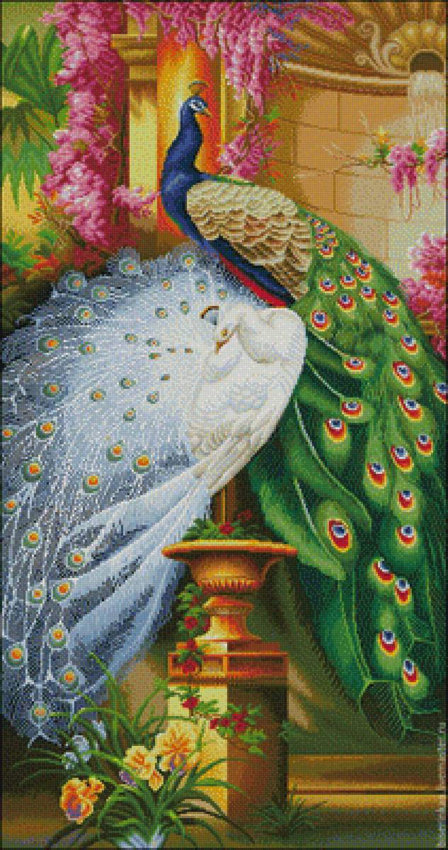 Роскошные павлины - пара, роскошные, павлины - предпросмотр