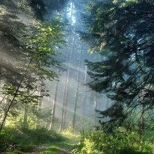 Схема вышивки «лес»