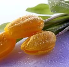 Схема вышивки «№1487279»