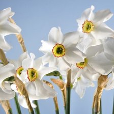 Схема вышивки «НАРЦИССЫ»